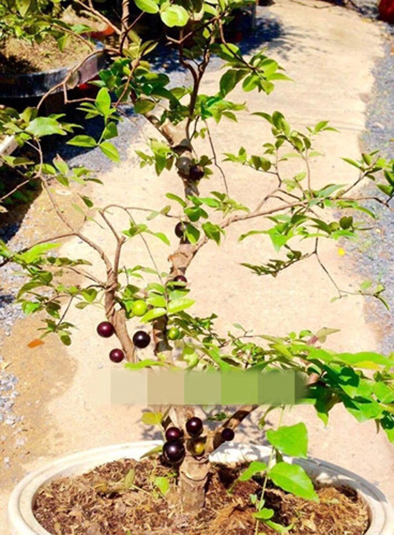 Những trái nho mọc từ thân cây lạ mắt. Ảnh: Nhavuonkhanhvo. Những trái nho mọc từ thân cây lạ mắt. Ảnh: Nhavuonkhanhvo.