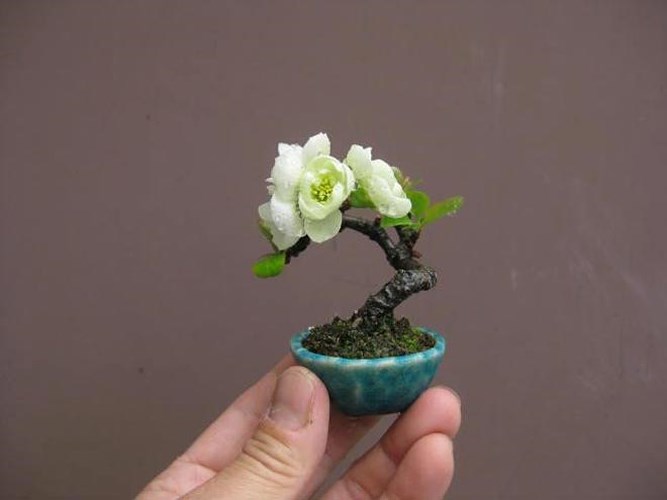 Chậu cảnh, gốc, thân, cành và hoa hiện hữu trong chậu bonsai hoàn chỉnh. (Ảnh: Aido Bonsai).