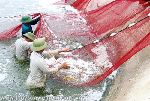 Xây dựng hệ thông quạt nước đúng theo quy trình nuôi tôm sú hiện đại. Xây dựng hệ thông quạt nước đúng theo quy trình nuôi tôm sú hiện đại.