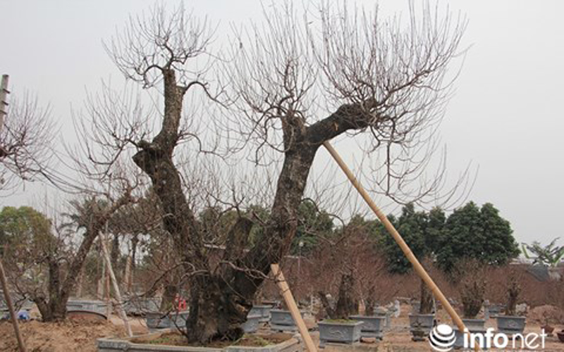 Những gốc đào này được chủ vườn ra giá cho thuê trên dưới một trăm triệu đồng. Những gốc đào này được chủ vườn ra giá cho thuê trên dưới một trăm triệu đồng.