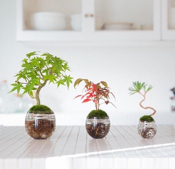 Ngoài những thế cây độc đáo, những chiếc bình thủy tinh trồng cây cũng được tạo dáng để có được diện mạo hoàn hảo nhất. Ngoài những thế cây độc đáo, những chiếc bình thủy tinh trồng cây cũng được tạo dáng để có được diện mạo hoàn hảo nhất.