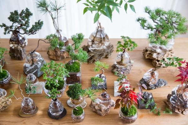Aqua Bonsai kết hợp nghệ thuật cây cảnh truyền thống lâu đời của Nhật Bản với phương pháp trồng cây tiên tiến. Aqua Bonsai kết hợp nghệ thuật cây cảnh truyền thống lâu đời của Nhật Bản với phương pháp trồng cây tiên tiến.