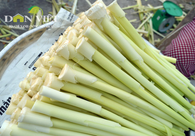 gion ngon dua bon bon dac san dat mui hinh anh 1