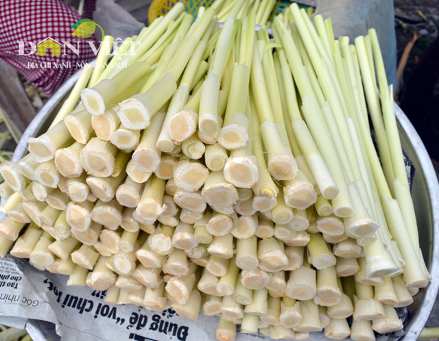gion ngon dua bon bon dac san dat mui hinh anh 5