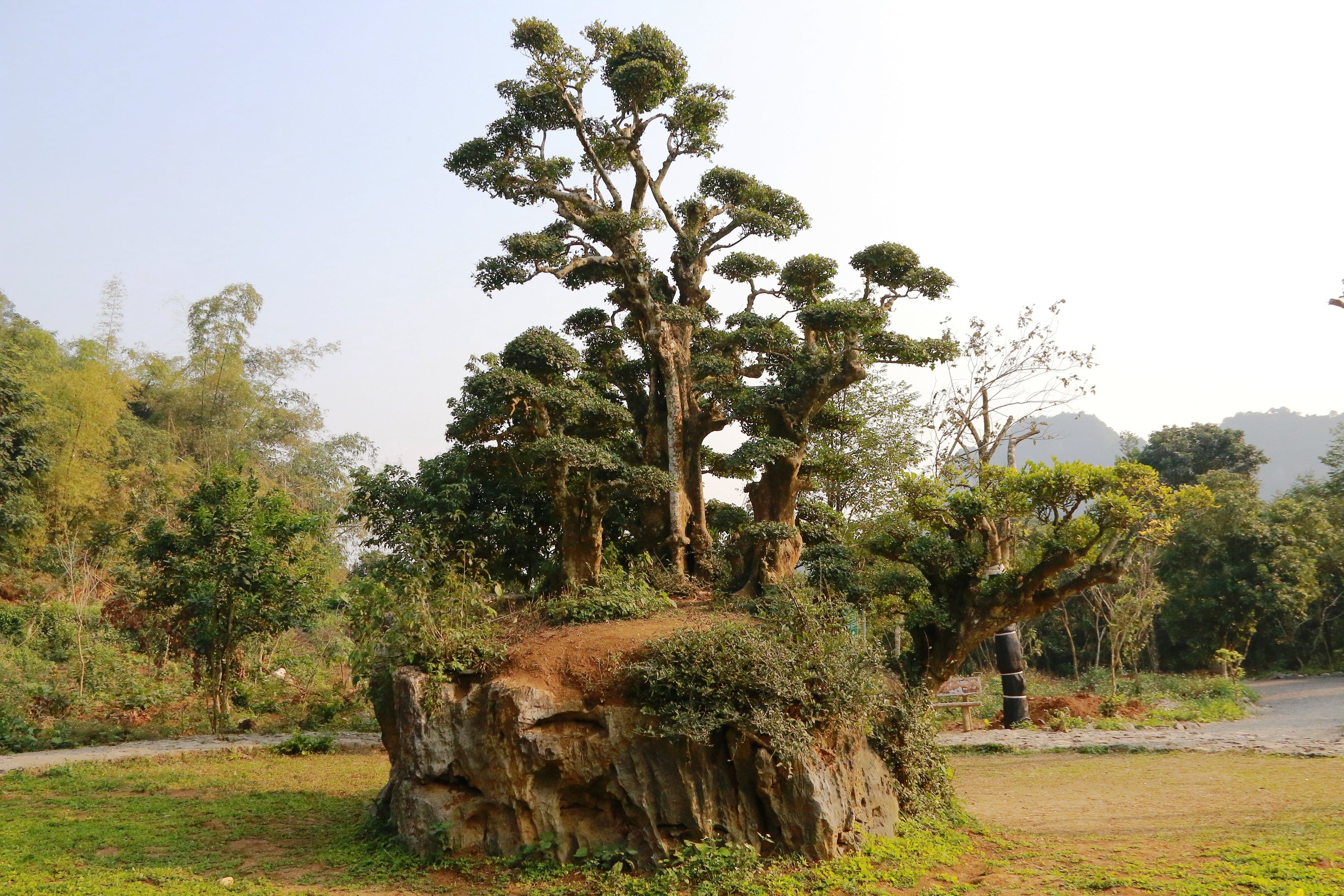 Mỗi ngày có hàng trăm người đến tham quan cây duối “độc nhất vô nhị” này.