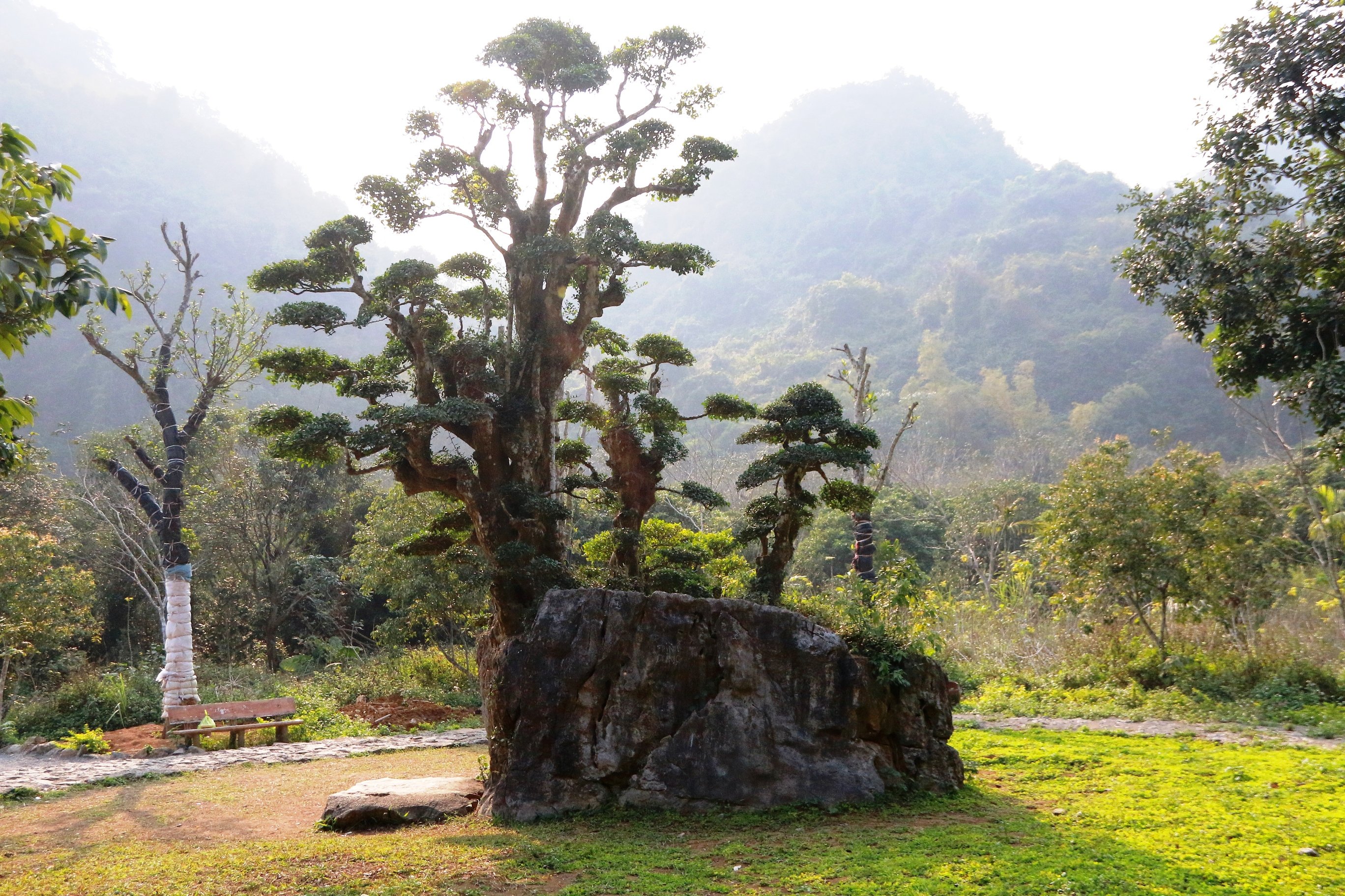 Theo quan niệm của người Việt Nam, thế cây này có nghĩa là “Ngũ Phúc”: Trường thọ, Phú quý, Khang Ninh, Hiếu Đức và Thiện Chung. Ngoài ra, dáng của cây duối nhìn theo hướng khác còn có nghĩa là “Phụ tử”: Tình cảm của người cha dành cho các con (thân cây chính cao thẳng, to lớn che chở cho các thân cây con).