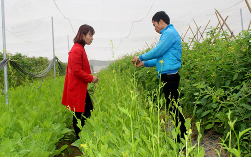 Mô hình trồng rau trong nhà lưới của gia đình anh Nguyễn Minh Tài, ở xóm Vinh Quang 3, xã Vinh Sơn (T.P Sông Công) cho thu nhập hàng trăm triệu đồng mỗi năm. Mô hình trồng rau trong nhà lưới của gia đình anh Nguyễn Minh Tài, ở xóm Vinh Quang 3, xã Vinh Sơn (T.P Sông Công) cho thu nhập hàng trăm triệu đồng mỗi năm.
