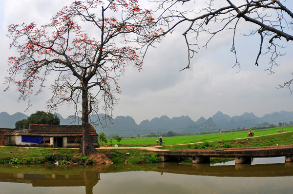 lang que viet trong thang ba mua hoa gao hinh anh 5