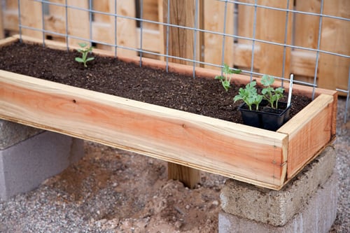 cách trồng rau sạch, vườn rau nhà phố, vườn rau ban công, khu vườn tại gia, tấm pallet