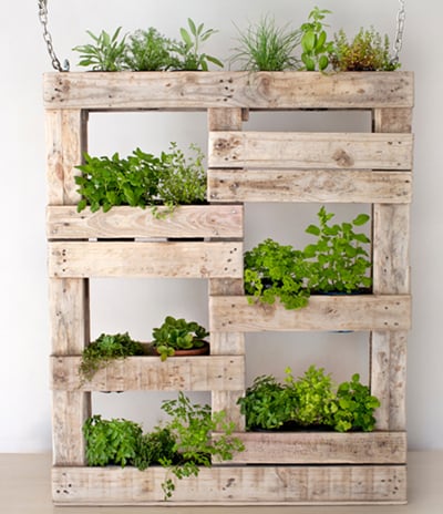 cách trồng rau sạch, vườn rau nhà phố, vườn rau ban công, khu vườn tại gia, tấm pallet