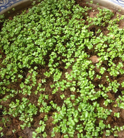 vườn rau sân thượng, vườn rau ban công, trồng rau thùng xốp, trồng rau sạch, trồng rau, nuôi gà ở Thủ đô