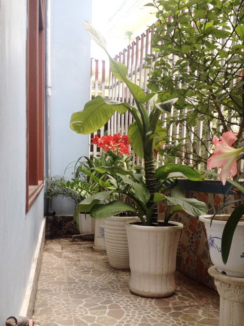 vườn rau sân thượng, vườn rau ban công, trồng rau thùng xốp, trồng rau sạch, trồng rau, nuôi gà ở Thủ đô