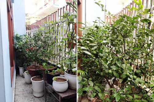 vườn rau sân thượng, vườn rau ban công, trồng rau thùng xốp, trồng rau sạch, trồng rau, nuôi gà ở Thủ đô