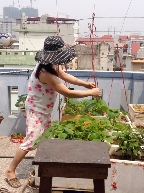 vườn rau sân thượng, vườn rau ban công, trồng rau thùng xốp, trồng rau sạch, trồng rau, nuôi gà ở Thủ đô
