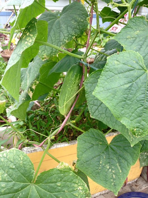 vườn rau sân thượng, vườn rau ban công, trồng rau thùng xốp, trồng rau sạch, trồng rau, nuôi gà ở Thủ đô
