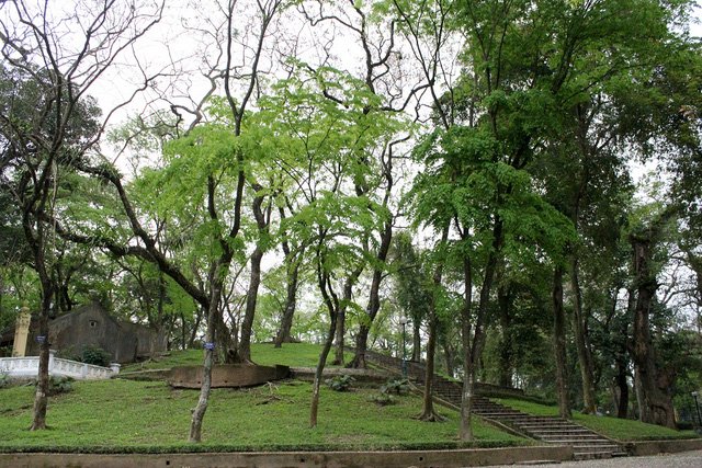 Núi Nùng nằm trong công viên Bách Thảo (Hà Nội) được mệnh danh là núi “triệu đô” bởi trên ngọn núi này là một quần thể gồm hàng chục cây sưa đỏ quý hiếm có giá bạc tỷ. Núi Nùng nằm trong công viên Bách Thảo (Hà Nội) được mệnh danh là núi “triệu đô” bởi trên ngọn núi này là một quần thể gồm hàng chục cây sưa đỏ quý hiếm có giá bạc tỷ.