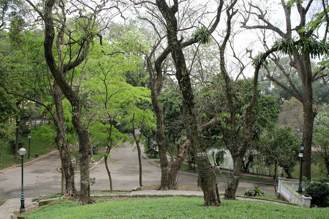 Hiện nay tại công viên Bách Thảo có khoảng 40 cây sưa đỏ, trong đó cây có đường kính lớn nhất khoảng 75cm, nhỏ nhất khoảng trên 10cm. Hiện nay tại công viên Bách Thảo có khoảng 40 cây sưa đỏ, trong đó cây có đường kính lớn nhất khoảng 75cm, nhỏ nhất khoảng trên 10cm.