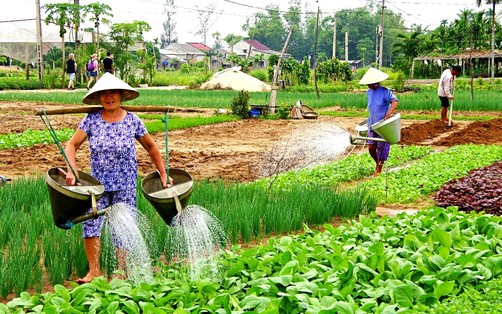 Đến đây, du khách sẽ chứng kiến toàn cảnh quy trình trồng rau đúng tiêu chuẩn “xanh-sạch-đẹp”