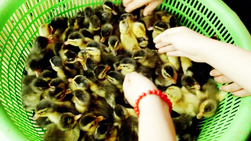 Vịt con mới nở được chăm sóc chu đáo trước khi thả ra môi trường tự nhiên. Ảnh: Bizmedia. Vịt con mới nở được chăm sóc chu đáo trước khi thả ra môi trường tự nhiên. Ảnh: Bizmedia.