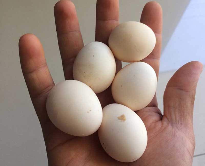 Loại gà này có sức đề kháng tốt, đẻ trứng sai với mỗi lứa từ 13-15 quả Loại gà này có sức đề kháng tốt, đẻ trứng sai với mỗi lứa từ 13-15 quả