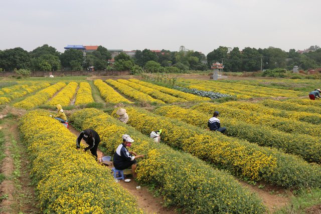 Cánh đồng hoa cúc chi tuyệt đẹp.