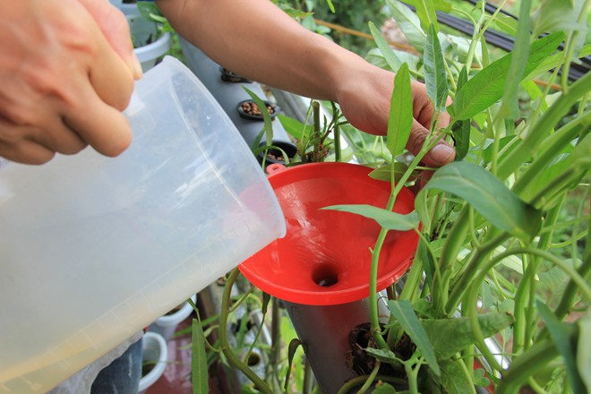 Dụng cụ trồng rau chỉ cần một chiếc ca và phễu để đổ nước bổ sung dinh dưỡng. Dụng cụ trồng rau chỉ cần một chiếc ca và phễu để đổ nước bổ sung dinh dưỡng.