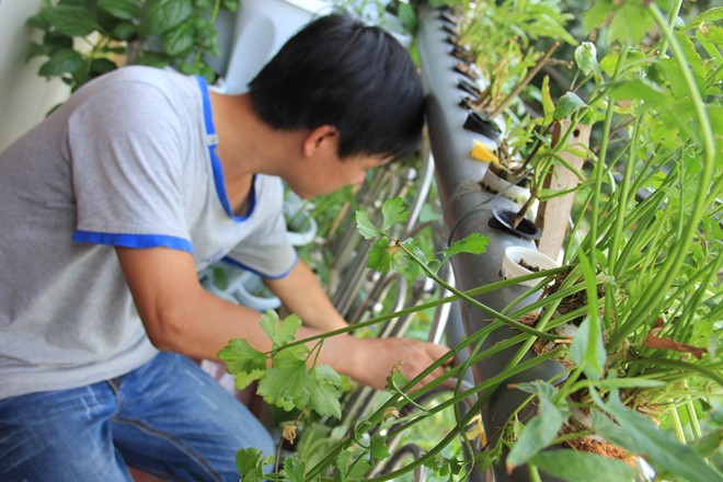 Tuy nhiên, để chăm sóc vườn cây đòi hỏi người trồng phải có kiến thức nhất định. Tuy nhiên, để chăm sóc vườn cây đòi hỏi người trồng phải có kiến thức nhất định.