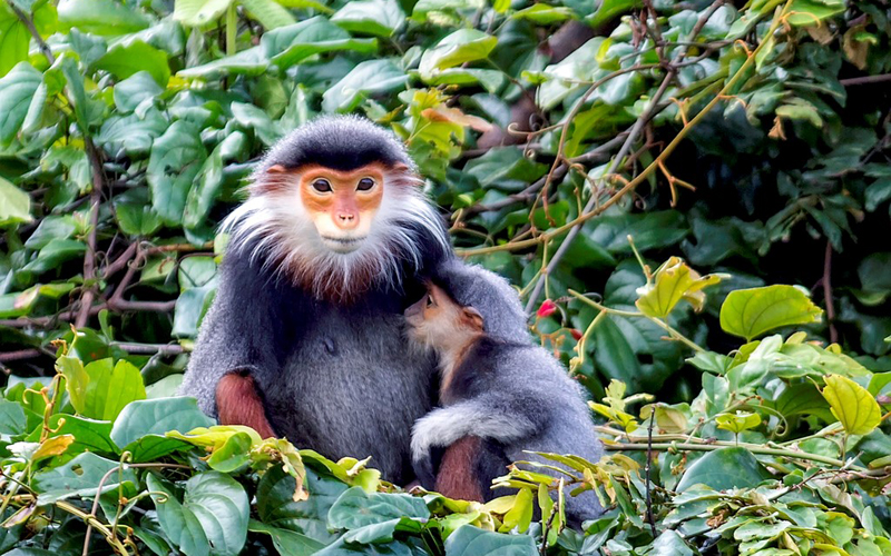 Không chỉ là “lá phổi xanh” điều tiết khí hậu, là bức bình phong chắn gió bão cho Đà Nẵng, là địa chỉ du lịch sinh thái lý tưởng, bán đảo Sơn Trà còn được nhiều người biết đến là “Vương quốc” của một loài linh trưởng vô cùng quý hiếm - Voọc chà vá chân nâu. Không chỉ là “lá phổi xanh” điều tiết khí hậu, là bức bình phong chắn gió bão cho Đà Nẵng, là địa chỉ du lịch sinh thái lý tưởng, bán đảo Sơn Trà còn được nhiều người biết đến là “Vương quốc” của một loài linh trưởng vô cùng quý hiếm - Voọc chà vá chân nâu.