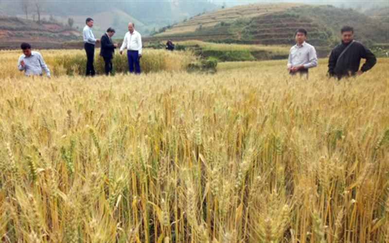 Bên cạnh giá trị kinh tế, cánh đồng lúa mì vàng rực, đẹp miên man không thua kém mùa lúa nương