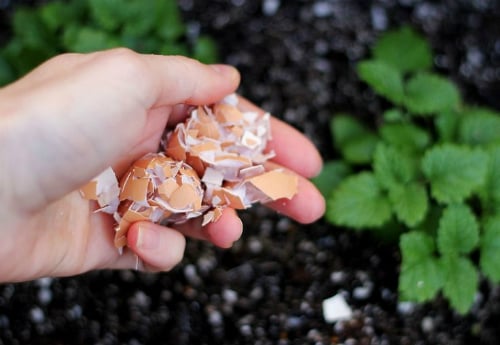 Ốc sên rất sợ những cạnh sắc nhọn của vỏ trứng. Ảnh: Pinterest.