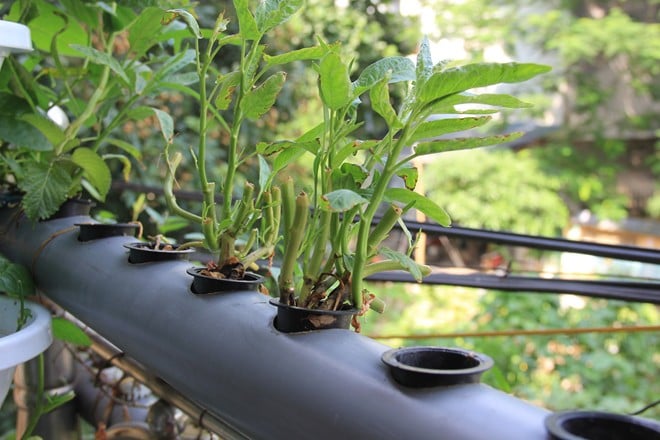 Đây là cách trồng rau thuỷ canh tĩnh, hay còn gọi là hệ thống trồng rau bán thuỷ canh hồi lưu, cây sinh trưởng và phát triển nhờ hệ thống tuần hoàn dinh dưỡng. Đây là cách trồng rau thuỷ canh tĩnh, hay còn gọi là hệ thống trồng rau bán thuỷ canh hồi lưu, cây sinh trưởng và phát triển nhờ hệ thống tuần hoàn dinh dưỡng.