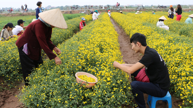 Vào chính vụ, trên các cánh đồng tấp nập những người nông dân thu hoạch hoa. Do diện tích ruộng khá lớn, việc thu hoạch lại mất thời gian nên chủ yếu các chủ vườn đều phải thuê người phụ giúp thu hoạch.