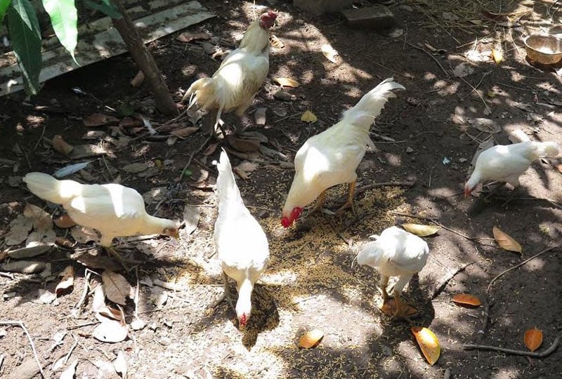 Hiện có nhiều người đến hỏi mua gà rừng đột biến lông trắng muốt này với giá từ 10-15 triệu đồng/cặp nhưng anh Tuệ không bán, vì anh muốn để lại nhân đàn với mục đích bảo tồn giống gen quý hiếm này. Hiện có nhiều người đến hỏi mua gà rừng đột biến lông trắng muốt này với giá từ 10-15 triệu đồng/cặp nhưng anh Tuệ không bán, vì anh muốn để lại nhân đàn với mục đích bảo tồn giống gen quý hiếm này.