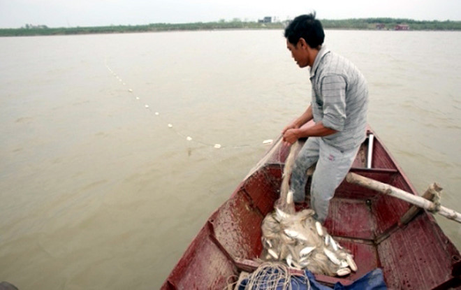 Một “lão ngư” kinh nghiệm của làng chài cho biết, mỗi năm cá mòi sông Lam ngược nguồn mỗi khác. Có năm cá mòi về ít nhưng cá to và béo. Một “lão ngư” kinh nghiệm của làng chài cho biết, mỗi năm cá mòi sông Lam ngược nguồn mỗi khác. Có năm cá mòi về ít nhưng cá to và béo.