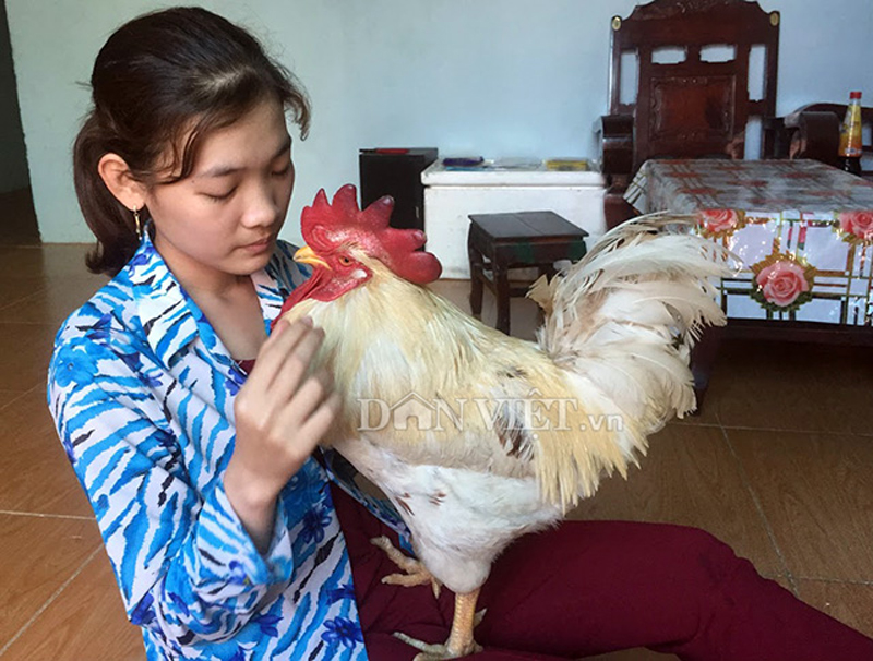 Con gà được chị Tuyền nuôi bằng những món ăn hằng ngày của gia đình hoặc mua thêm bắp Mỹ (đã nấu chín), táo Mỹ để cho ăn bổ sung... Con gà được chị Tuyền nuôi bằng những món ăn hằng ngày của gia đình hoặc mua thêm bắp Mỹ (đã nấu chín), táo Mỹ để cho ăn bổ sung...