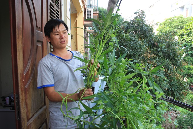 Anh Biết cho hay, trồng theo hệ thống thuỷ canh dạng này, vườn rau phát triển nhanh hơn bình thường. Cách 3 đến 4 ngày là người trồng được thu hoạch một lần tùy từng loại rau. Anh Biết cho hay, trồng theo hệ thống thuỷ canh dạng này, vườn rau phát triển nhanh hơn bình thường. Cách 3 đến 4 ngày là người trồng được thu hoạch một lần tùy từng loại rau.