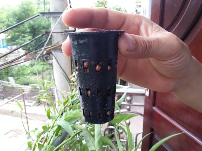 Anh Biết sử dụng những giỏ trồng có khe thoát, dài từ 4 - 6cm. Hoặc người trồng có thể tận dụng từ chính những vật dụng phù hợp trong gia đình để làm giỏ cho tiết kiệm. Anh Biết sử dụng những giỏ trồng có khe thoát, dài từ 4 - 6cm. Hoặc người trồng có thể tận dụng từ chính những vật dụng phù hợp trong gia đình để làm giỏ cho tiết kiệm.