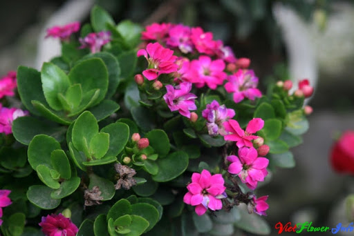 Cây sống đời hoa tím. Cây sống đời hoa tím.