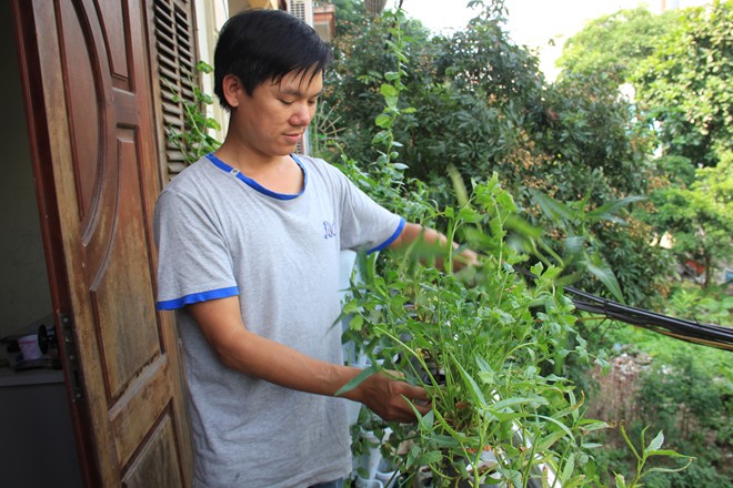 Do trồng trên cao, không gian rộng, vườn rau hứng được nhiều ánh sáng nên nhiều dinh dưỡng, phát triển tốt. Khi cây mọc dài, người trồng có thể thay đổi vị trí để vườn rau có khoảng cách phù hợp và đẹp mắt. Do trồng trên cao, không gian rộng, vườn rau hứng được nhiều ánh sáng nên nhiều dinh dưỡng, phát triển tốt. Khi cây mọc dài, người trồng có thể thay đổi vị trí để vườn rau có khoảng cách phù hợp và đẹp mắt.