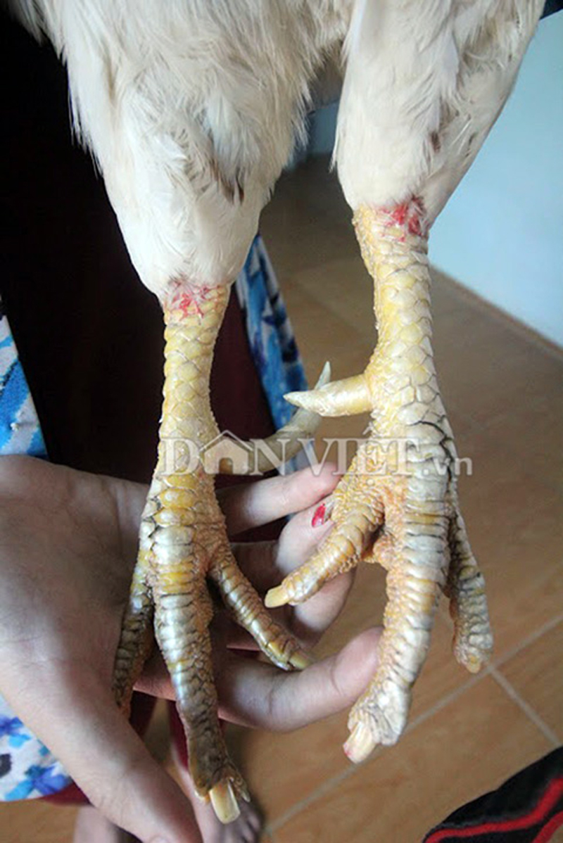 Chị Tuyền cho biết: “Nó không bới đồ đạc hay đi ra vườn như các con gà khác mà chỉ đi lại và ngủ trong nhà nên rất vệ sinh. Khi thấy vợ chồng tôi ăn cơm, nếu đói, nó sẽ lại mổ đầu đũa để thông báo rằng muốn ăn, chứ không bao giờ tự ý ăn”. Chị Tuyền cho biết: “Nó không bới đồ đạc hay đi ra vườn như các con gà khác mà chỉ đi lại và ngủ trong nhà nên rất vệ sinh. Khi thấy vợ chồng tôi ăn cơm, nếu đói, nó sẽ lại mổ đầu đũa để thông báo rằng muốn ăn, chứ không bao giờ tự ý ăn”.