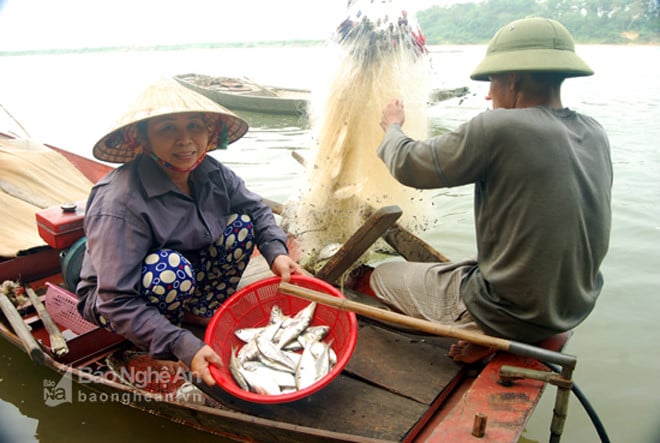 Đầu mùa đánh bắt, mỗi kg bán giá 40.000 đồng, chính vụ giá giảm còn 25.000 - 30.000 đồng nhưng vẫn cho thu nhập hơn hẳn các mùa cá khác. Đầu mùa đánh bắt, mỗi kg bán giá 40.000 đồng, chính vụ giá giảm còn 25.000 - 30.000 đồng nhưng vẫn cho thu nhập hơn hẳn các mùa cá khác.
