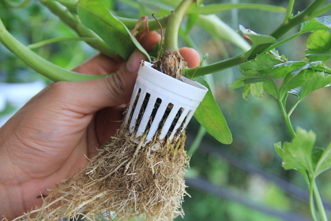 Rễ cây mọc dài, đâm ngang qua các khe giỏ trồng xuống phía dưới ống nhựa, và không hề bẩn. Rễ cây mọc dài, đâm ngang qua các khe giỏ trồng xuống phía dưới ống nhựa, và không hề bẩn.