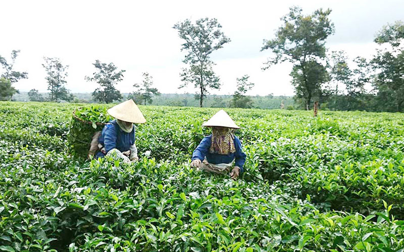 Thu hái chè tại xã nông thôn mới Bàu Cạn huyện Chư Prông Thu hái chè tại xã nông thôn mới Bàu Cạn huyện Chư Prông