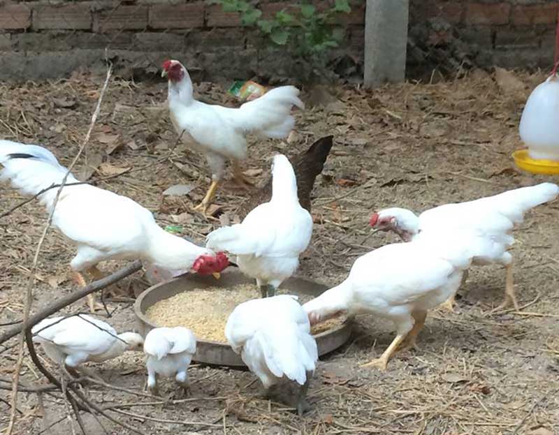Hiện đàn gà rừng đột biến của anh lên tới hơn 100 cá thể Hiện đàn gà rừng đột biến của anh lên tới hơn 100 cá thể