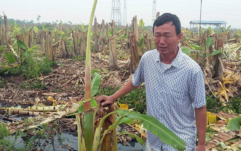 Ông Phạm Văn Quân mếu máo đứng bên vườn chuối bị chặt phá tan hoang trong đêm. Ảnh: Nguyễn Đại Ông Phạm Văn Quân mếu máo đứng bên vườn chuối bị chặt phá tan hoang trong đêm. Ảnh: Nguyễn Đại