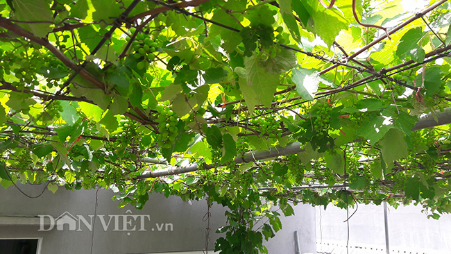 Sân thượng rộng 35m2, hiện đã được giàn nho đã phủ gần kín hết toàn bộ. Sân thượng rộng 35m2, hiện đã được giàn nho đã phủ gần kín hết toàn bộ.