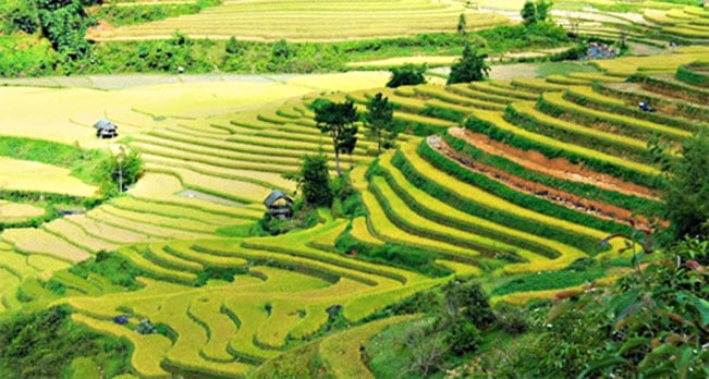 Cánh đồng Mường Lò. Cánh đồng Mường Lò.