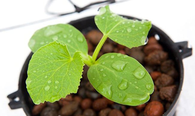 Cây dưa lưới được trồng trong nhà phố.