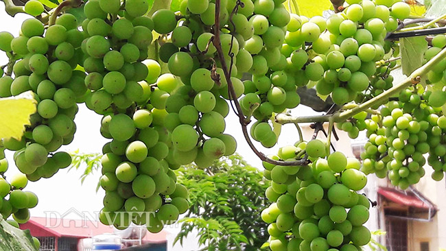 Khi được hỏi về giống nho Pháp này, anh Khoa cho biết, Khi được hỏi về giống nho Pháp này, anh Khoa cho biết,