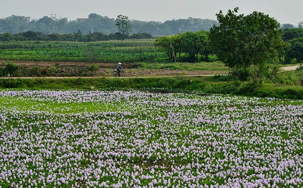 Hoa bèo chợt như biểu tượng trong ký ức bởi sự xuất hiện của nó rất nhiều trong cuộc sống thường nhật.